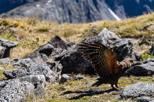bird in the wild