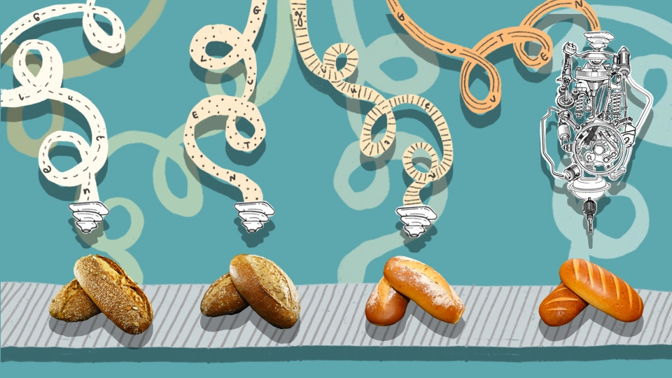 HOW BAD IS GLUTEN, REALLY?