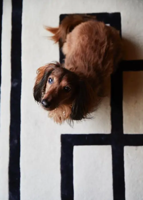 photo of a dachshund dog in a room at the Hôtel Napoléon in Paris - pet friendly 