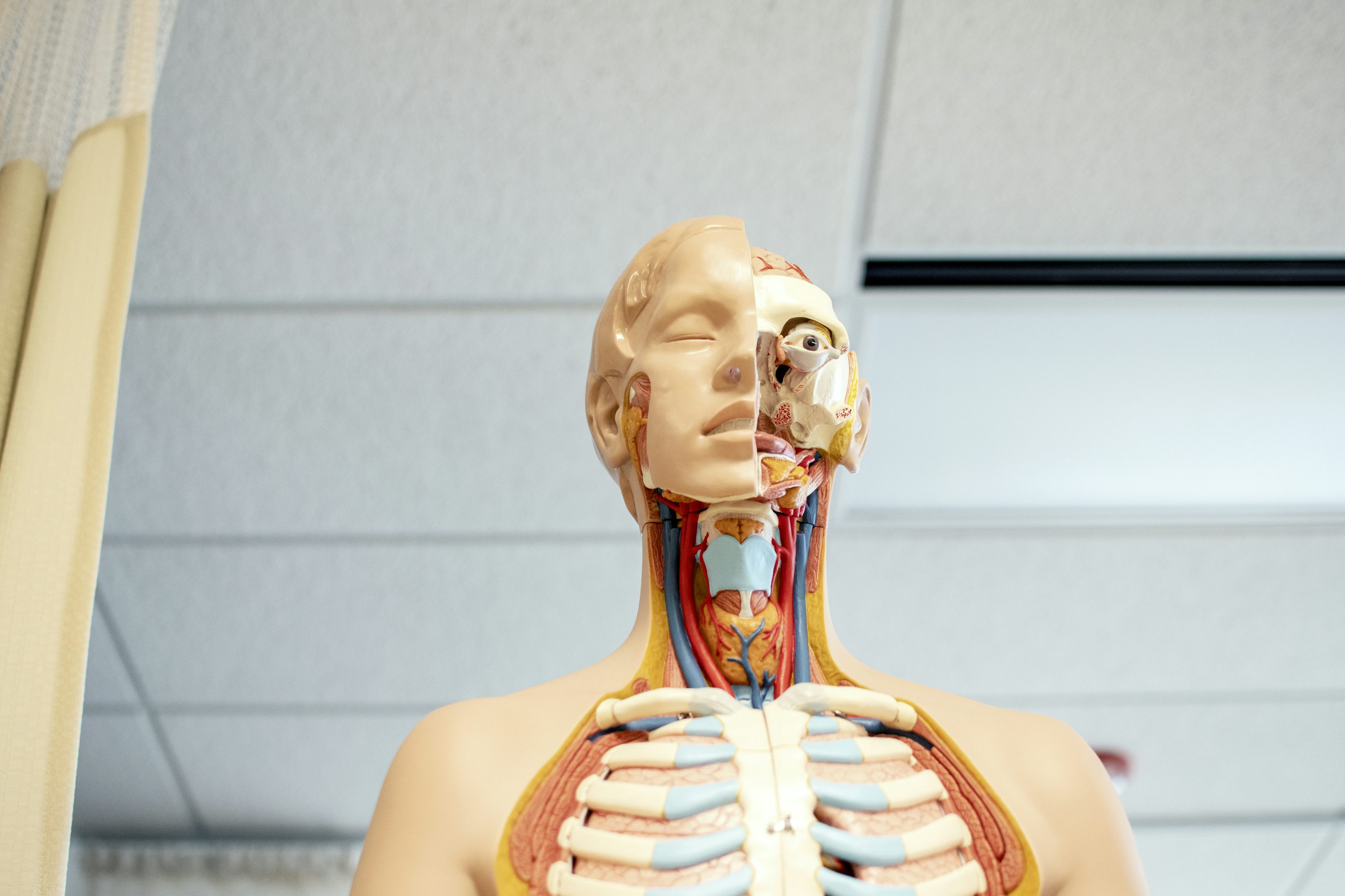 human anatomy figure below white wooden ceiling - How to Revise A Level Biology	