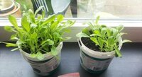 Planten en bloemen vitaal water groei en bloei test
