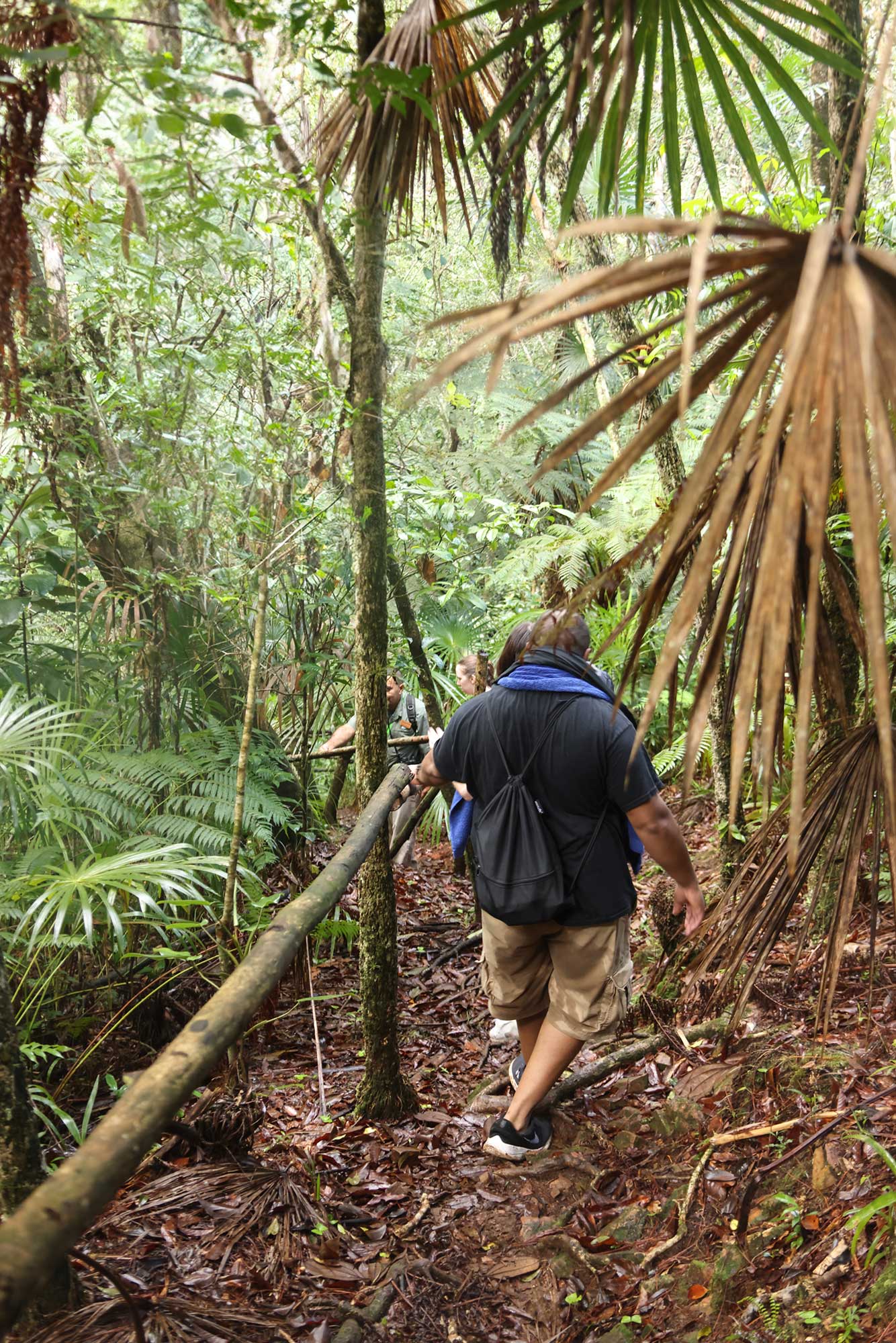 The Butterfly Falls trail through the jungle, Hidden Valley Wilderness Lodge