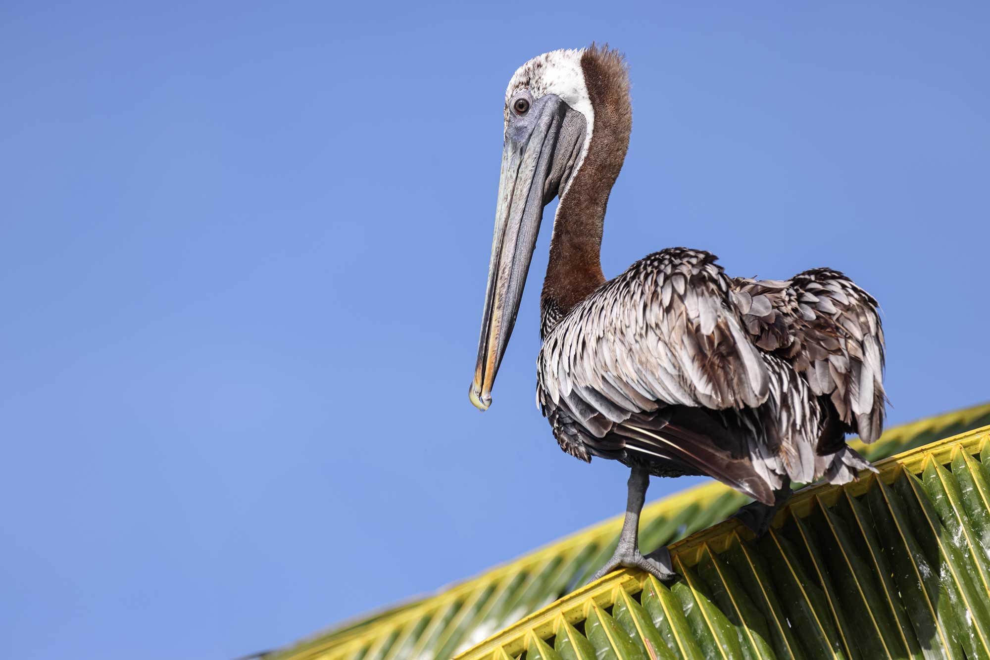 Pelican looking for food at Moho Caye