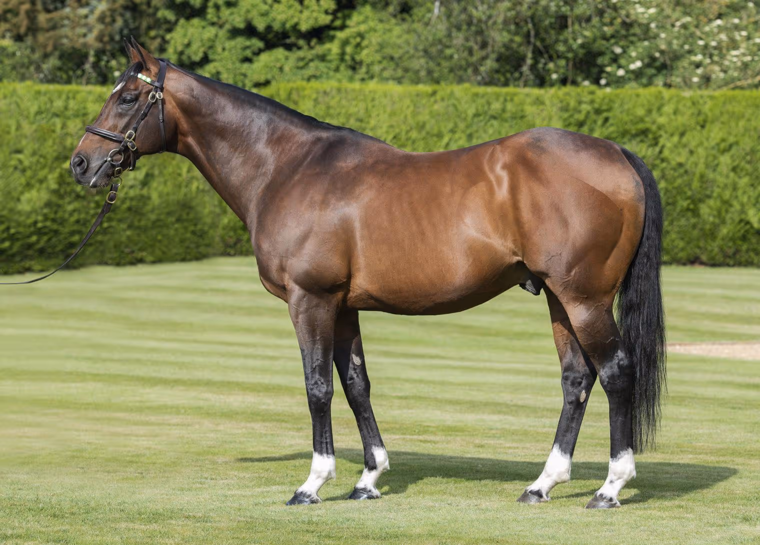 Frankel - Juddmonte Stallion