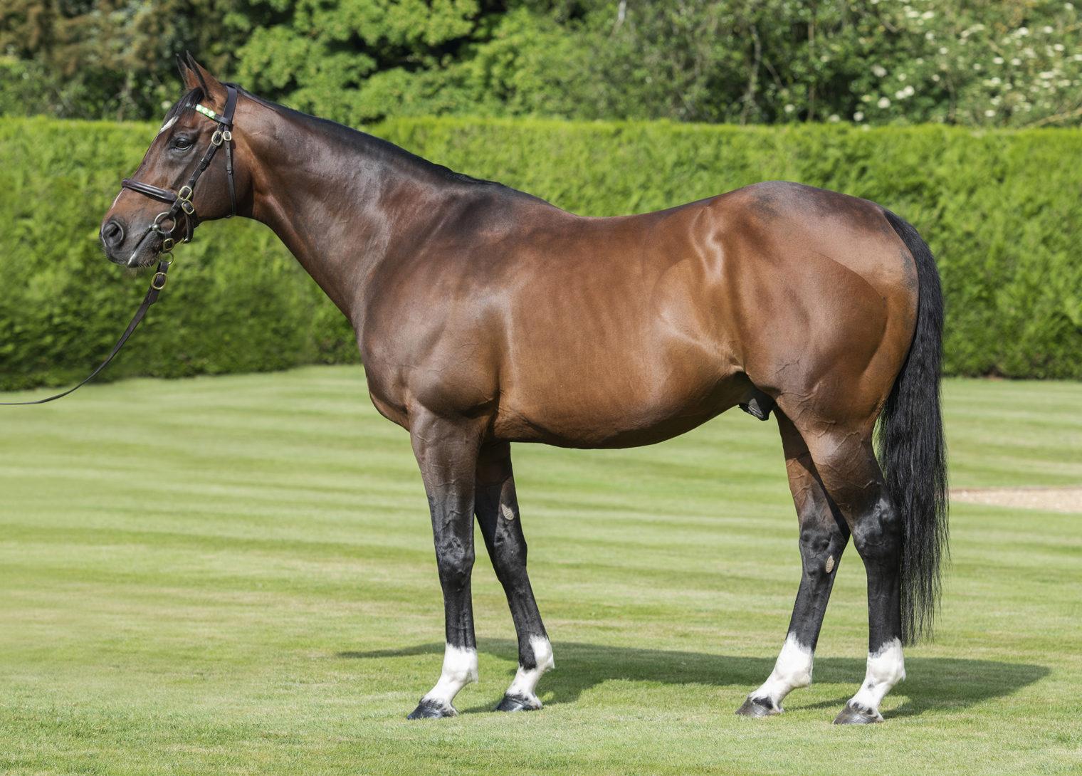 Frankel - Juddmonte Stallion