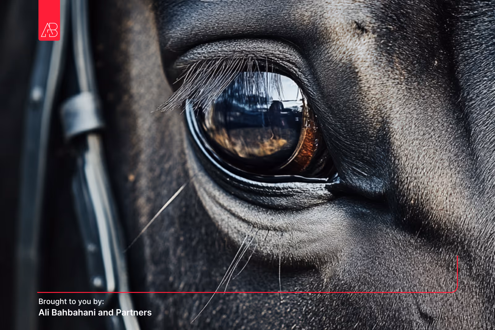 Horse Racing: A Personal Journey and Perspective