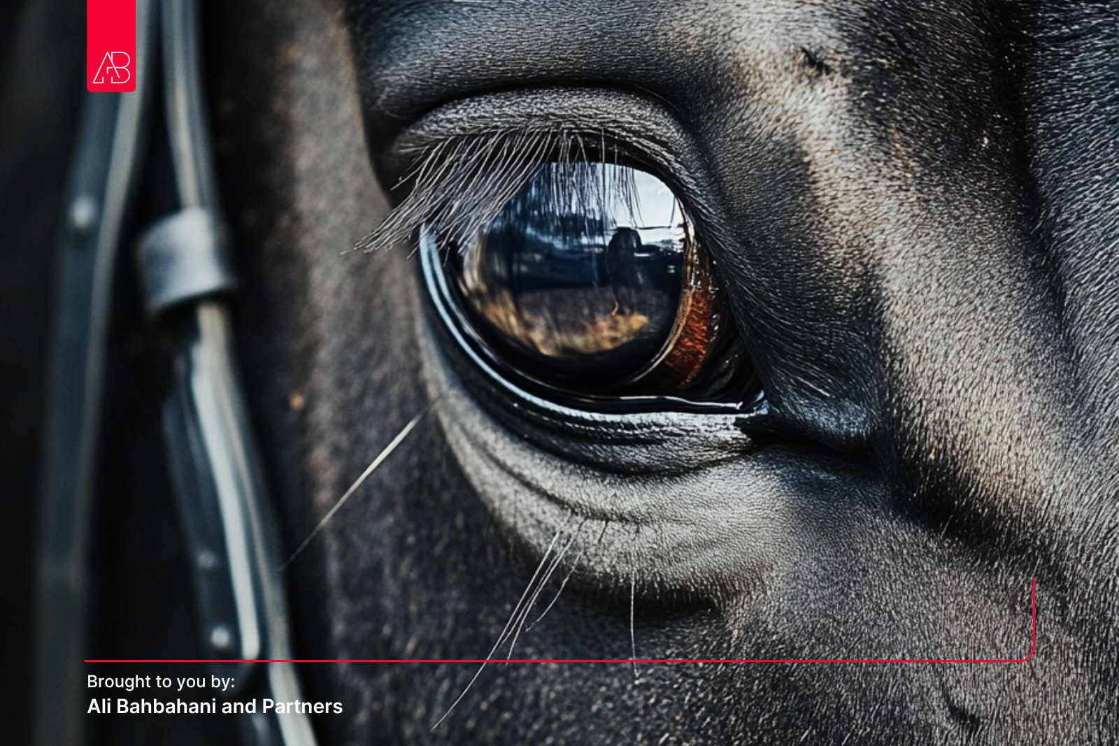 Horse Racing: A Personal Journey and Perspective