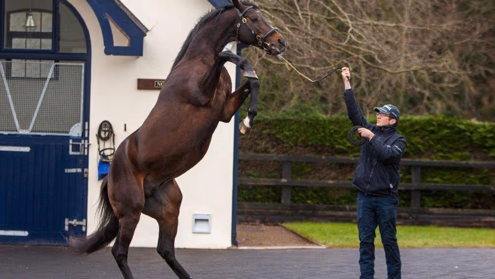Coolmore Stud