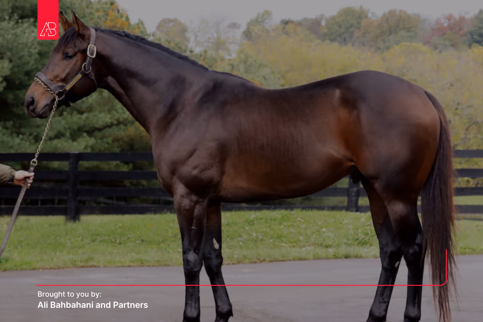 The Global Stallion Market