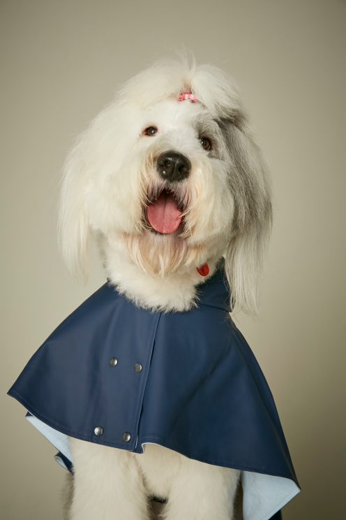 gestión empresa perros