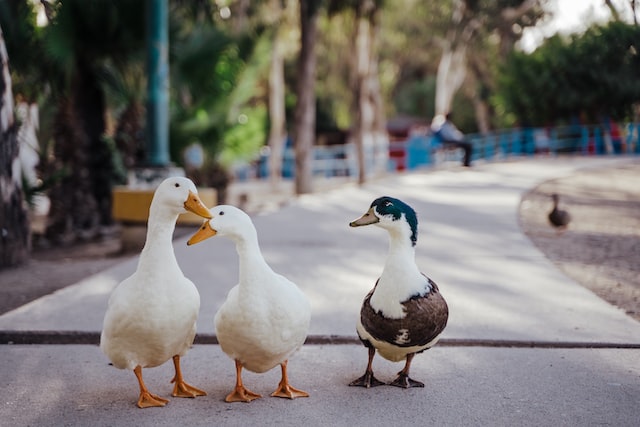 tres patos en un parque