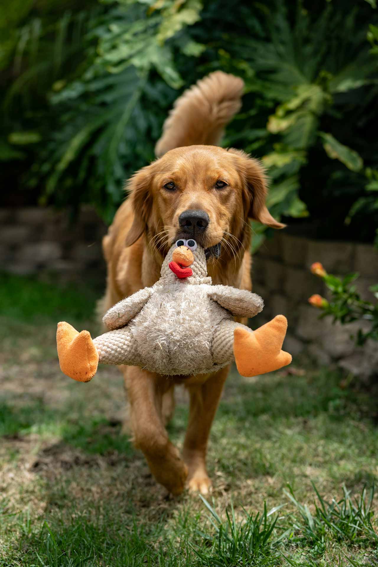 A dog carrying a stuffed animal in its mouth.