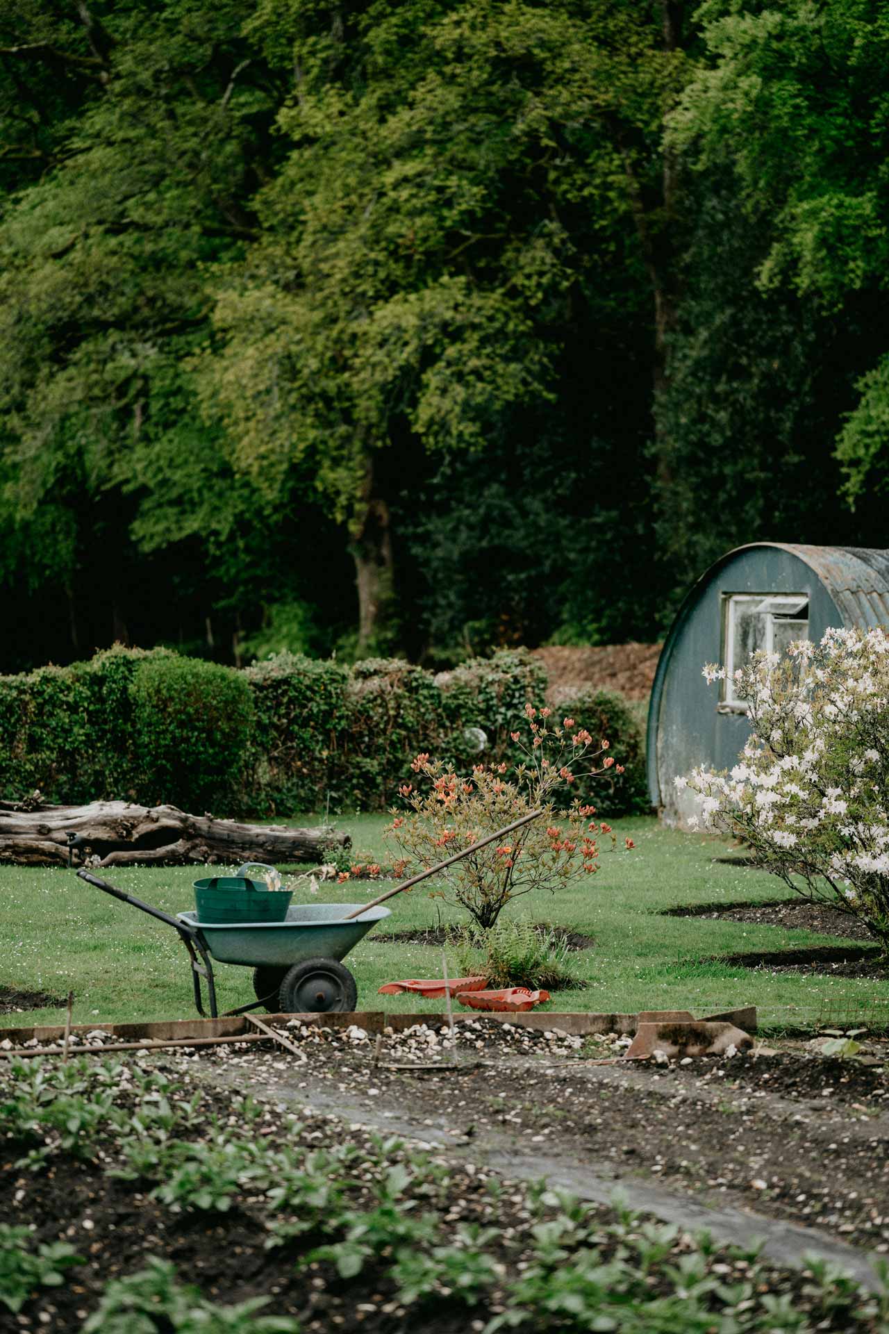 A wheelbarrow in a garden with a shed in the background.