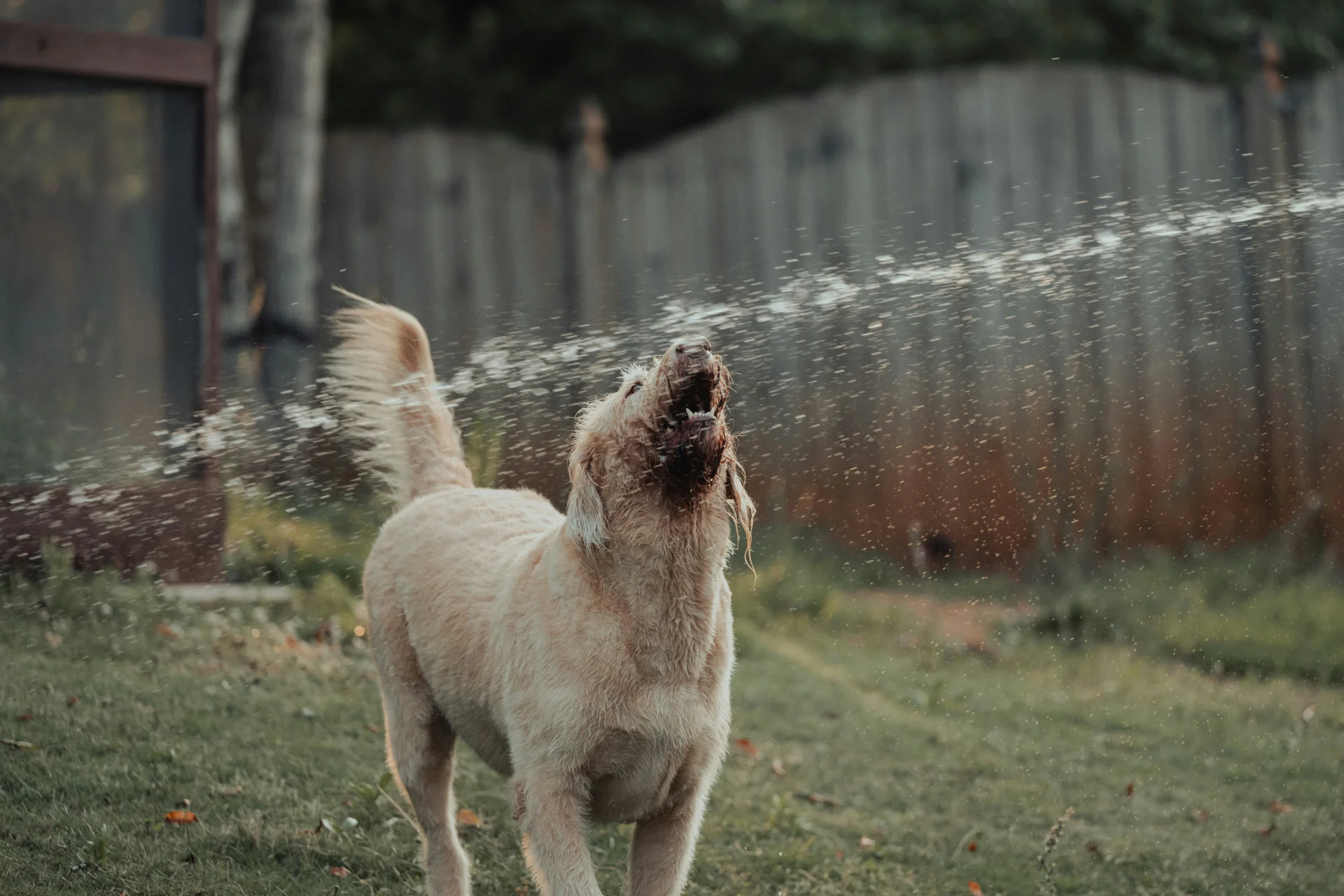 Dog trying to eat spraying water