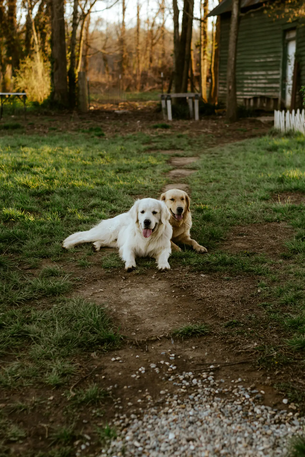 Two dogs in the garden