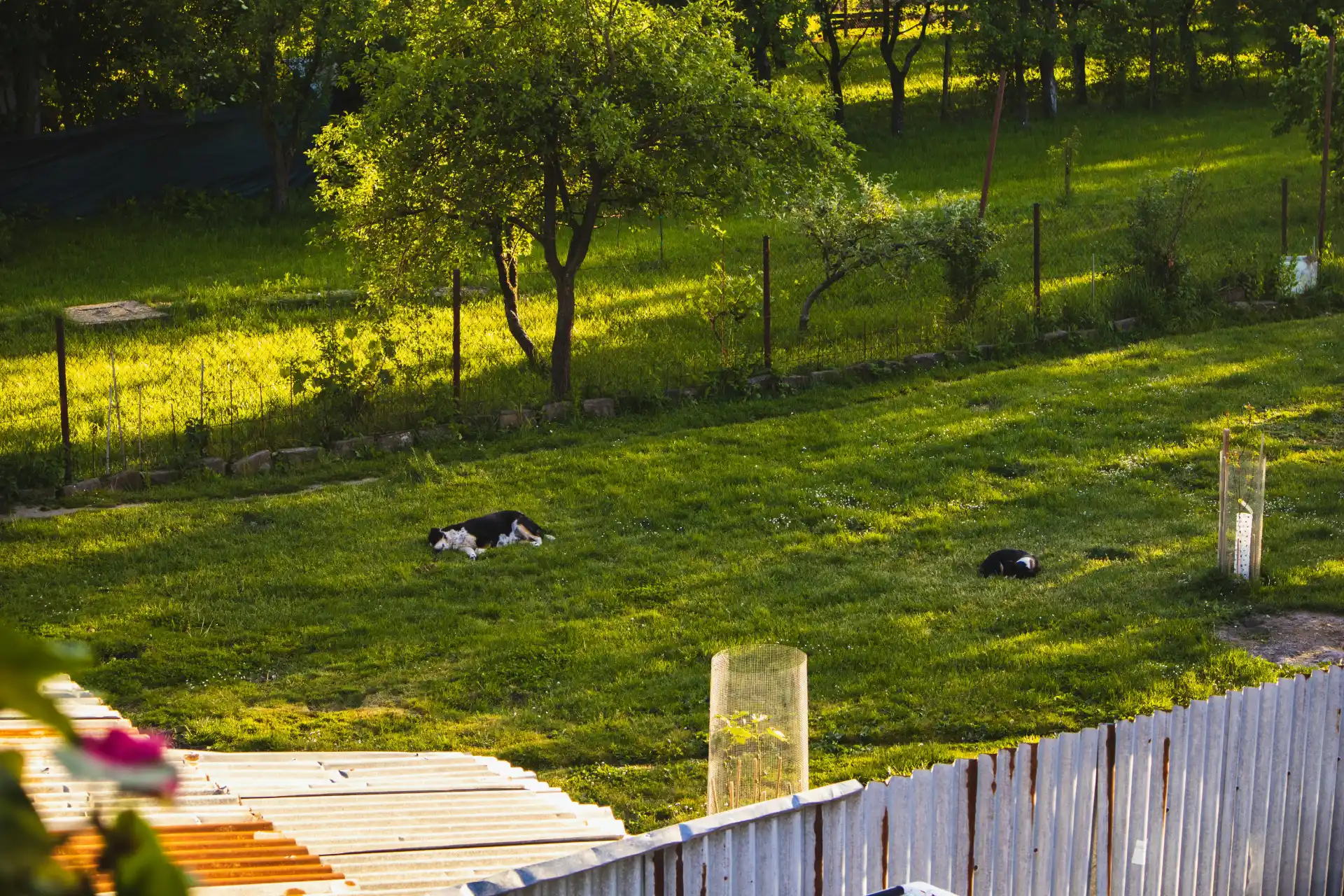 Dogs resting in the garden
