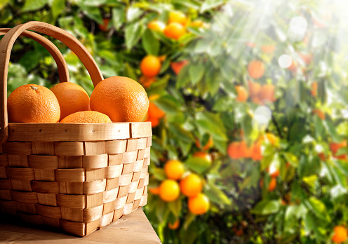 Frische Orangen für die Darstellung der Marke Valensina
