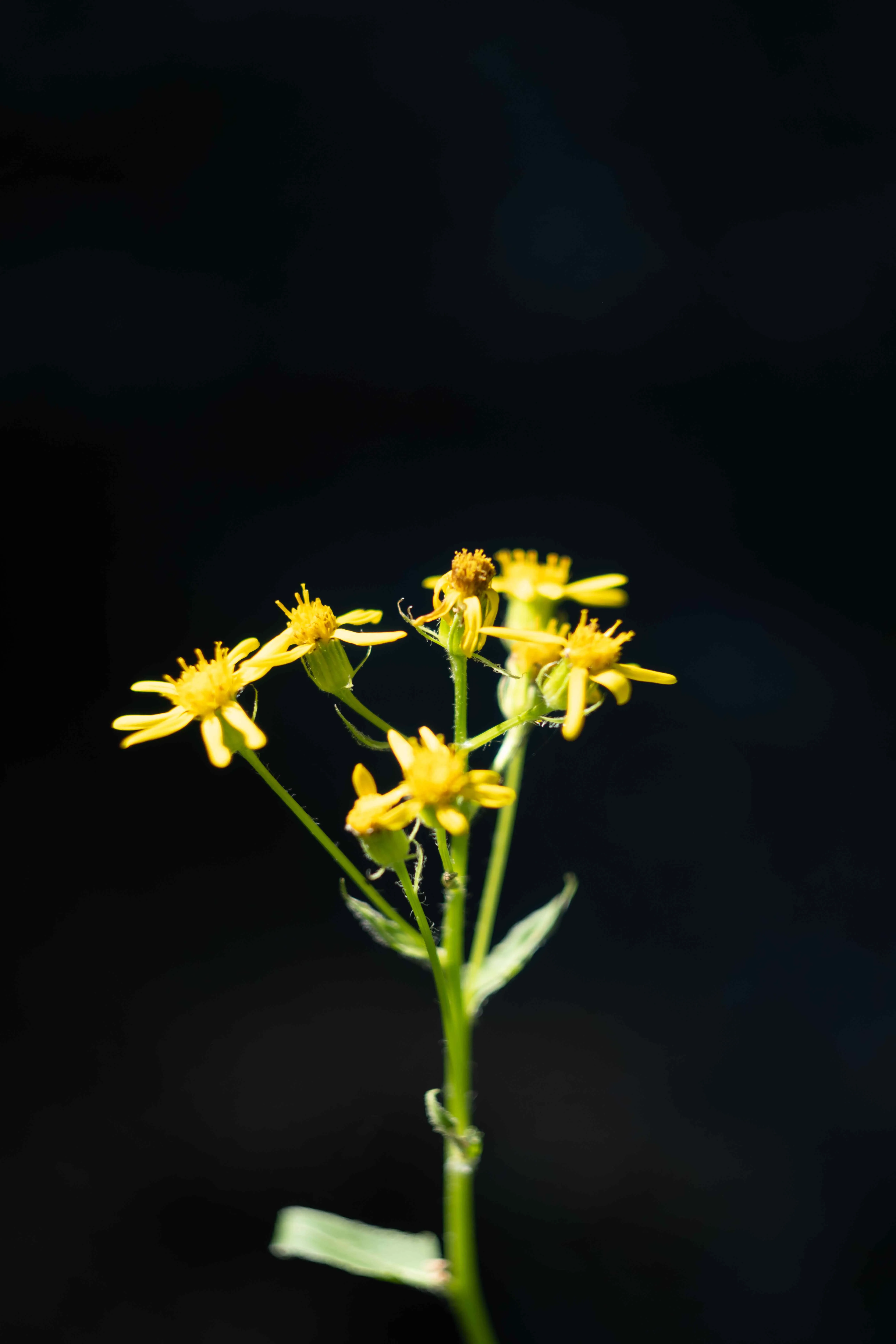 Wildflowers photograph