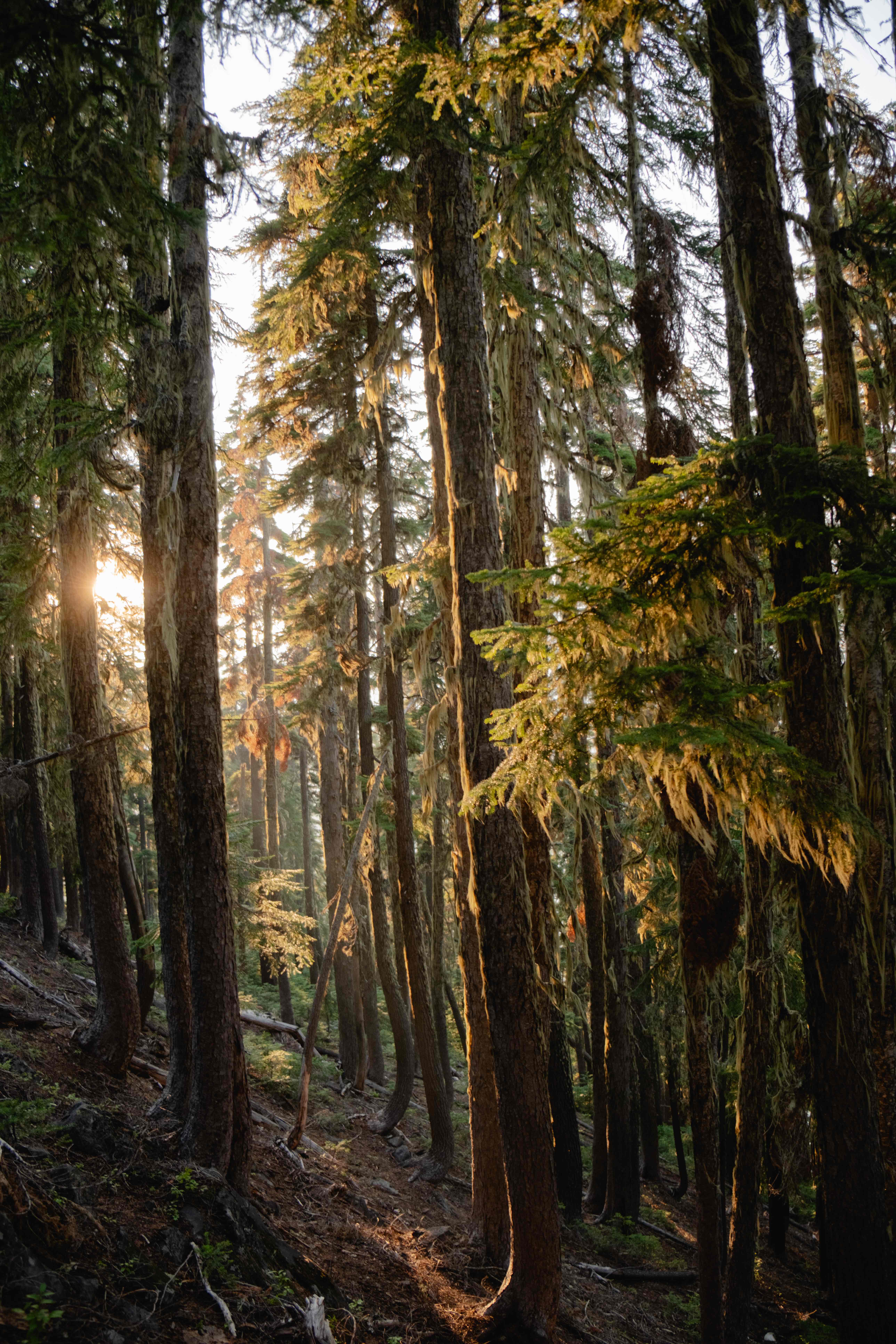 Sunlight through moss-covered forest trees.