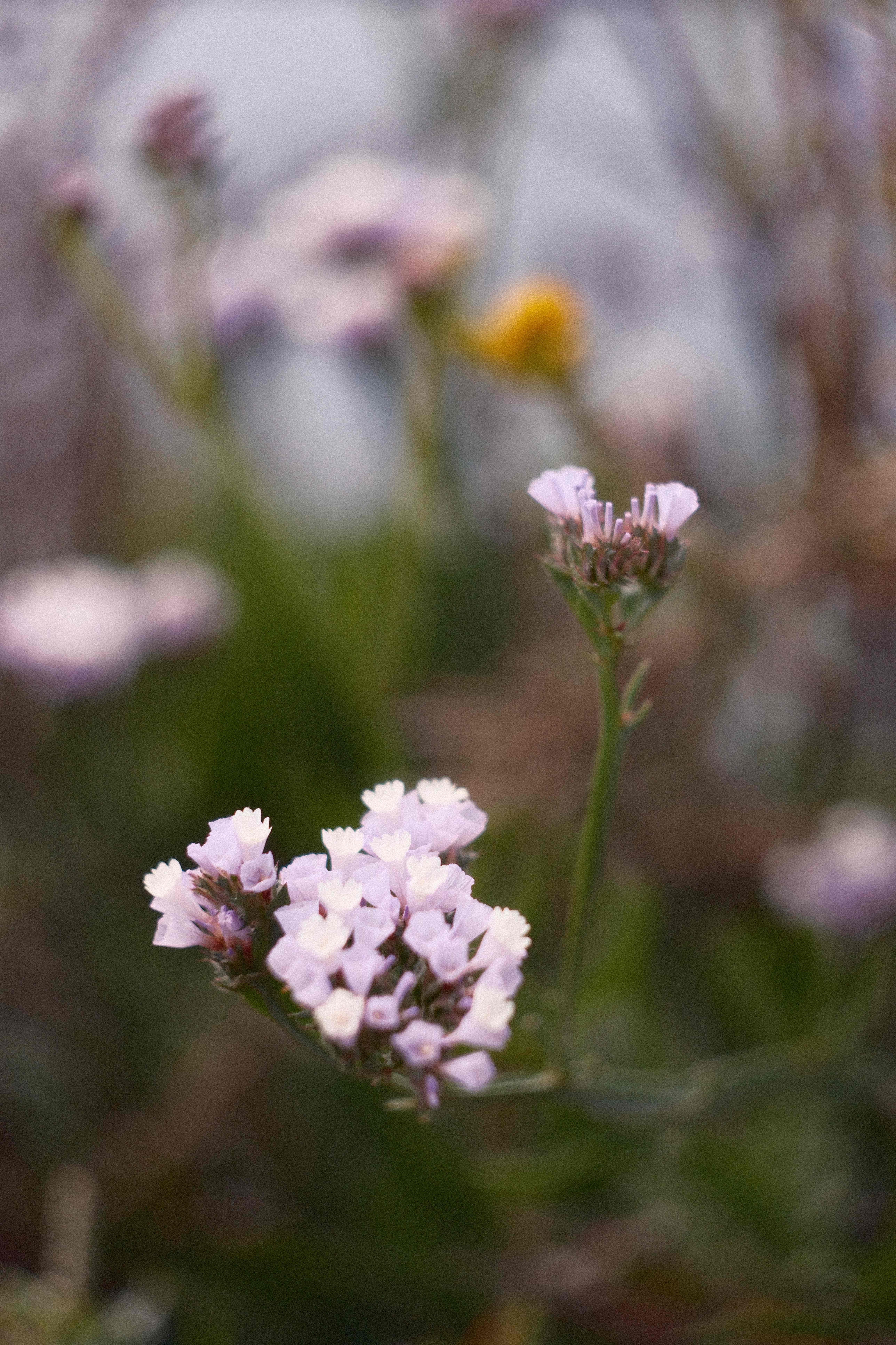 Wildflowers photograph
