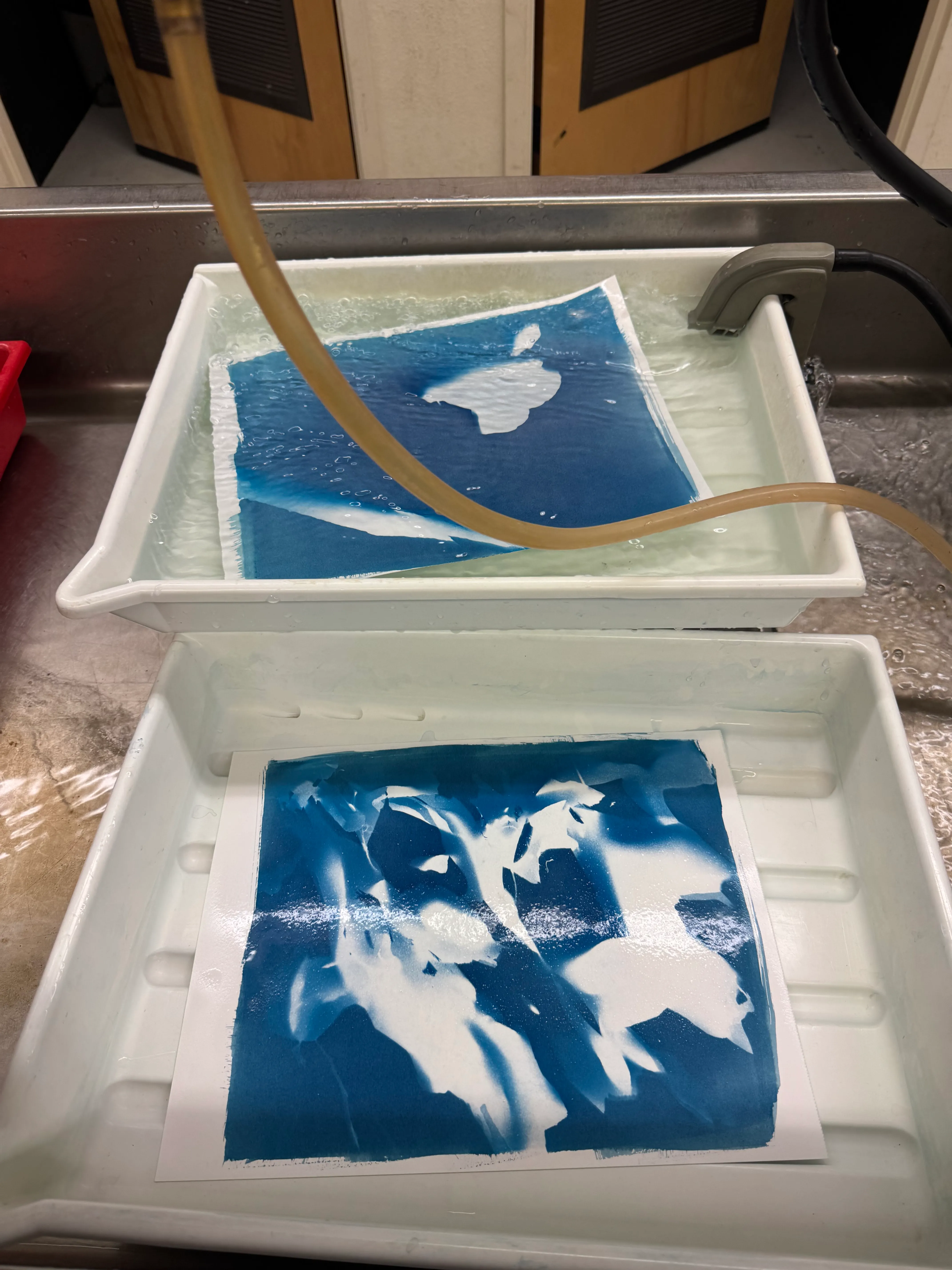 Cyanotypes study