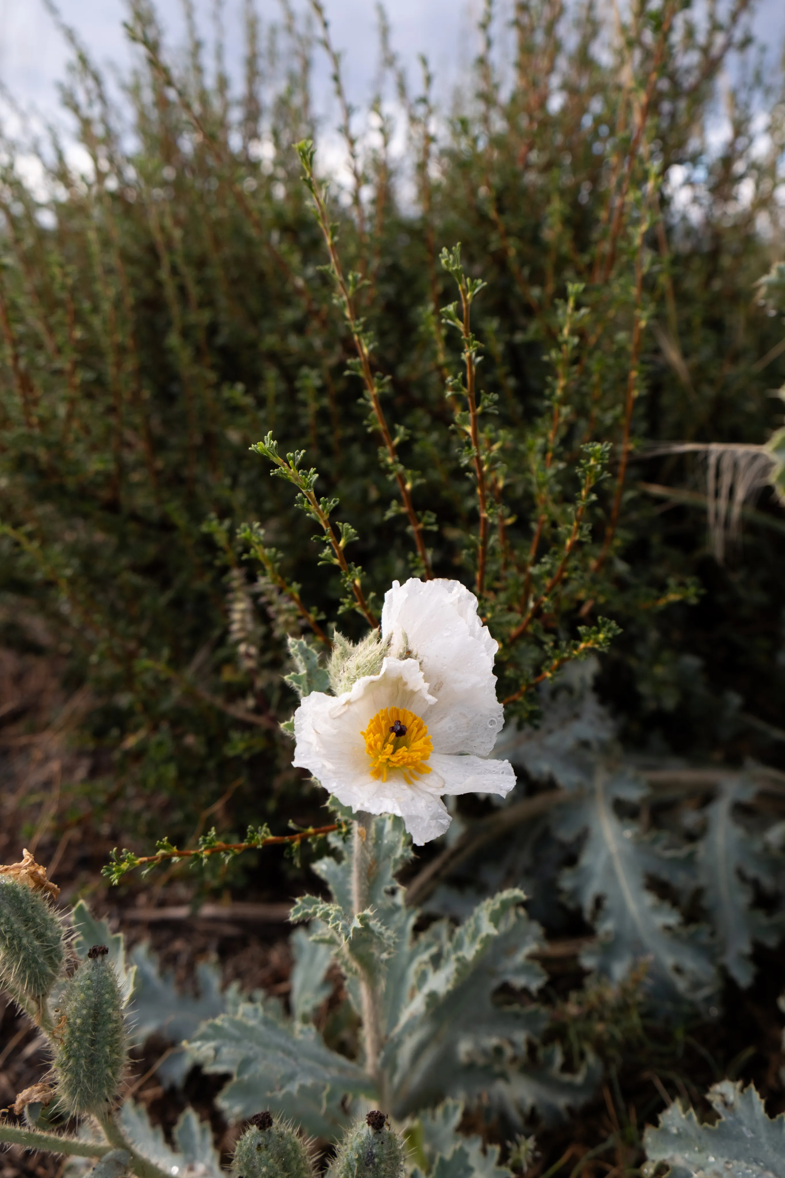 Wildflowers photograph