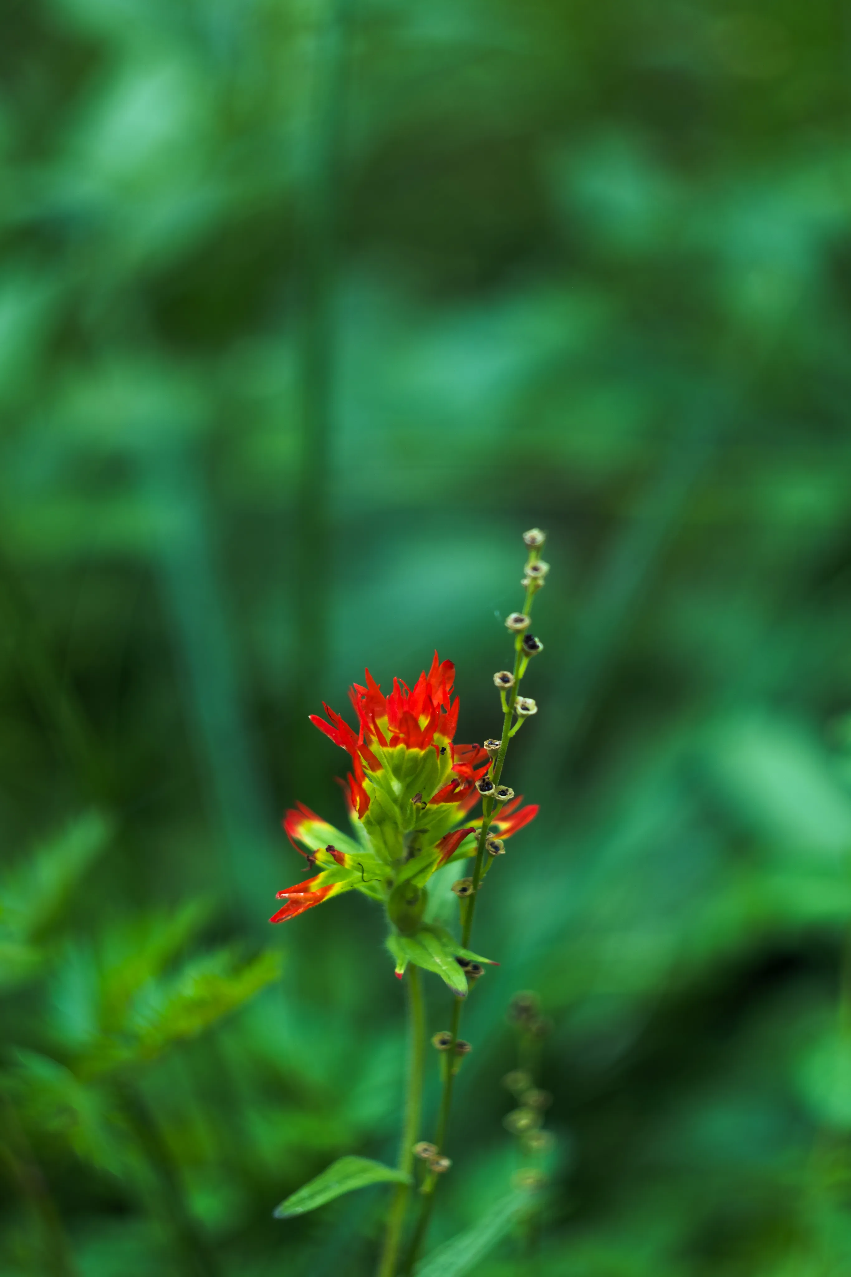 Wildflowers photograph