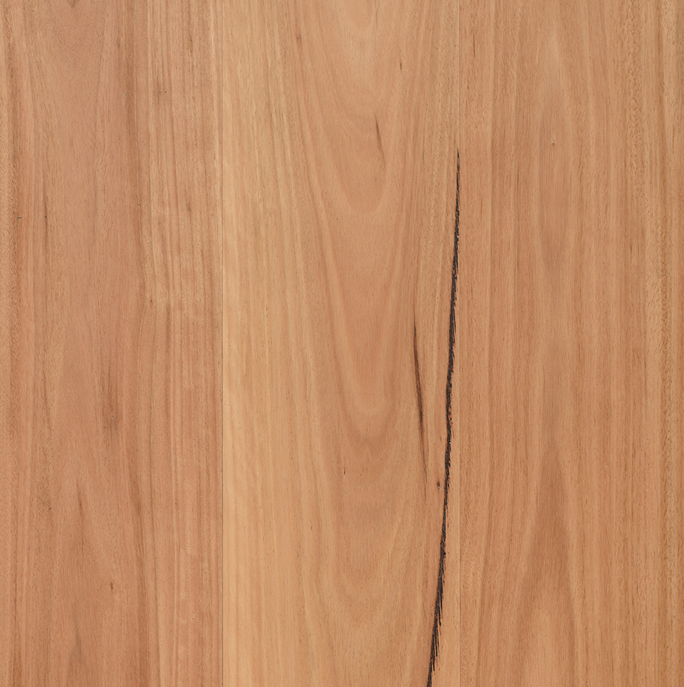 Bushland Wide - R481 Coastal Blackbutt