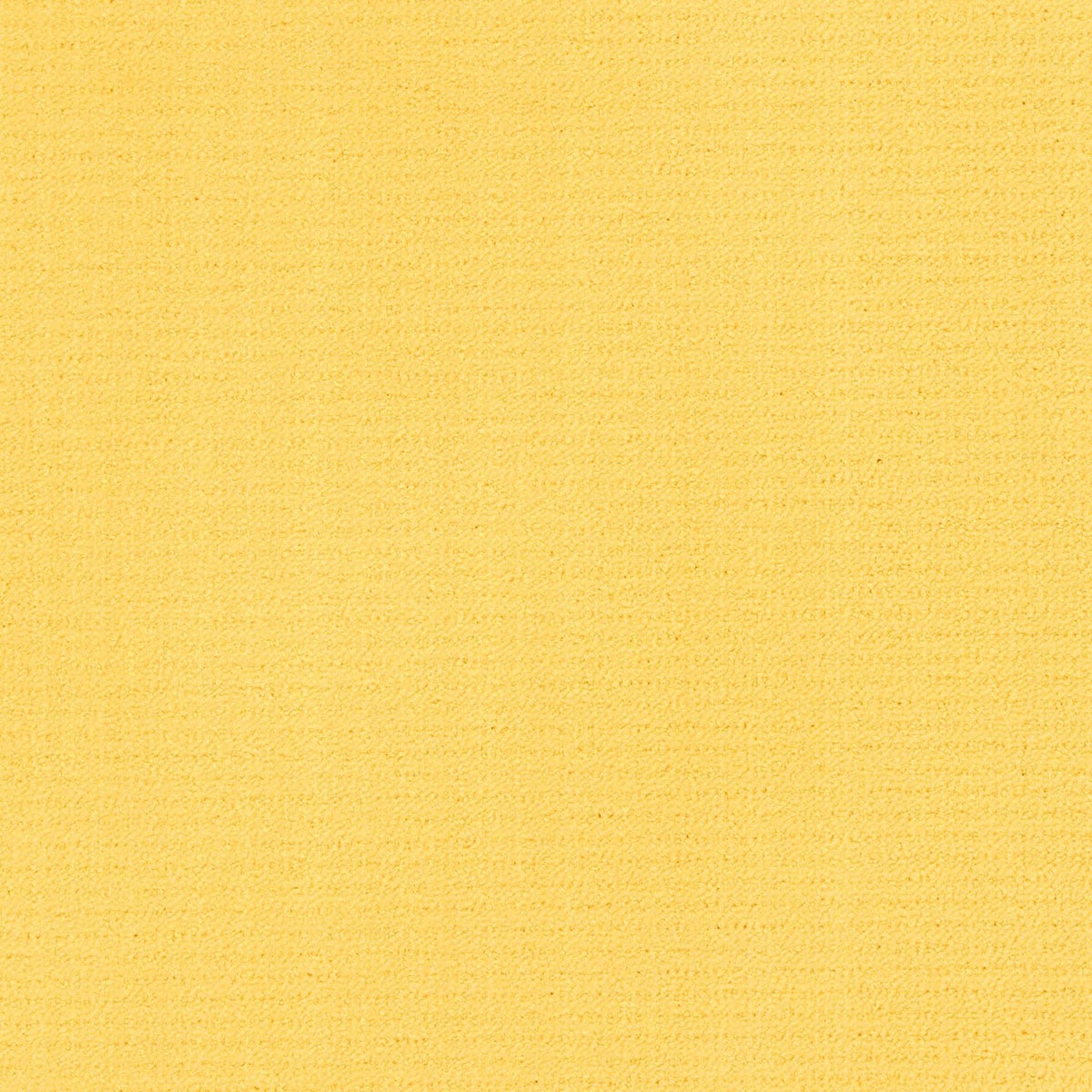 Milano - 10 Daffodil