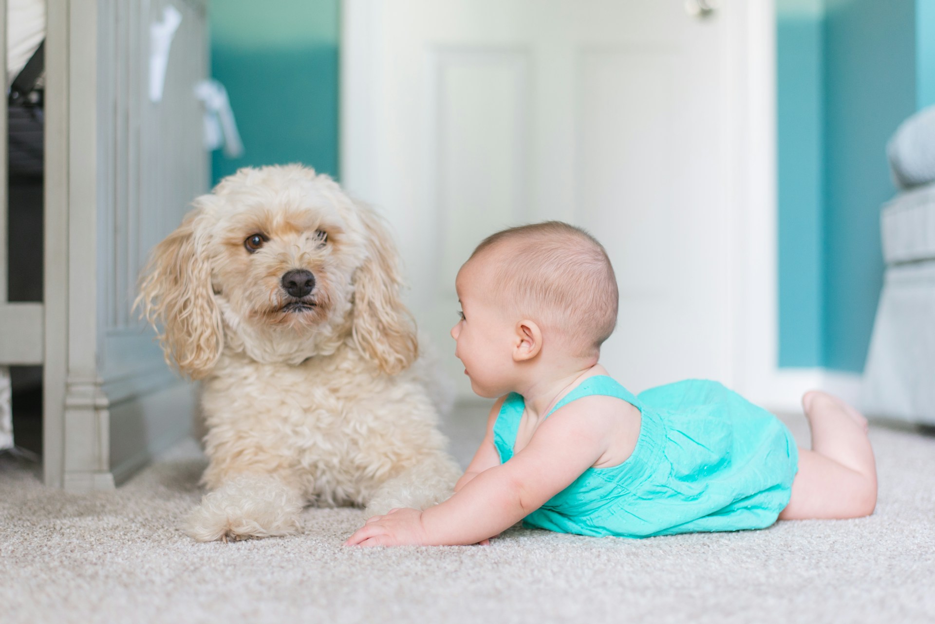 clean carpets make your home healthy for children and pets
