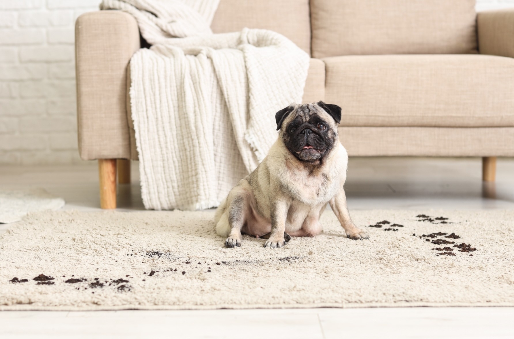 pug bringing in mud stains onto a carpet rug