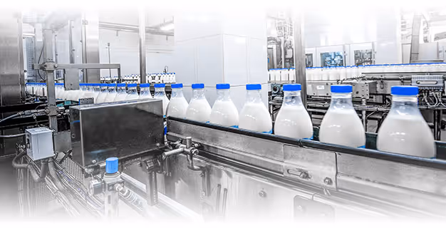 Bottles of milk with blue caps moving on a conveyor belt in a dairy processing factory.