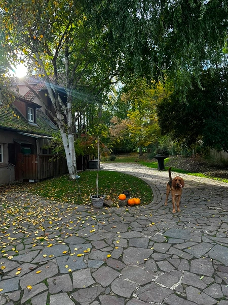 Vue d'une allée pavée entourée d'arbres et de citrouilles, apportant une ambiance automnale à La Ferme Marie Hélène.