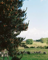 Gros plan d'une branche de sapin devant un paysage de praire sous un soleil estival en auvergne. Photos de Caroline Vincent.