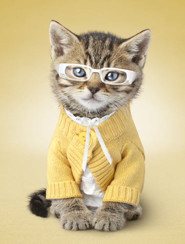 cats-bob-elsdale