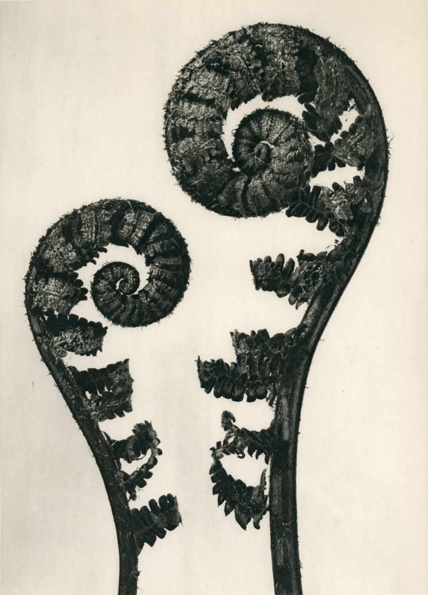 common-male-fern-karl-blossfeldt