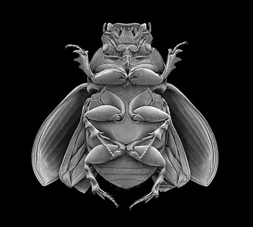 Giles Revell - Insect, Dave Dye