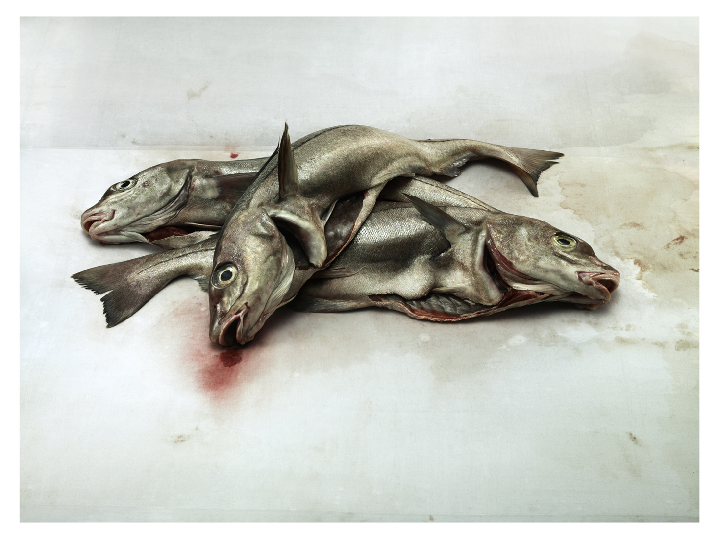Giles Revell - Fish 2, Dave Dye