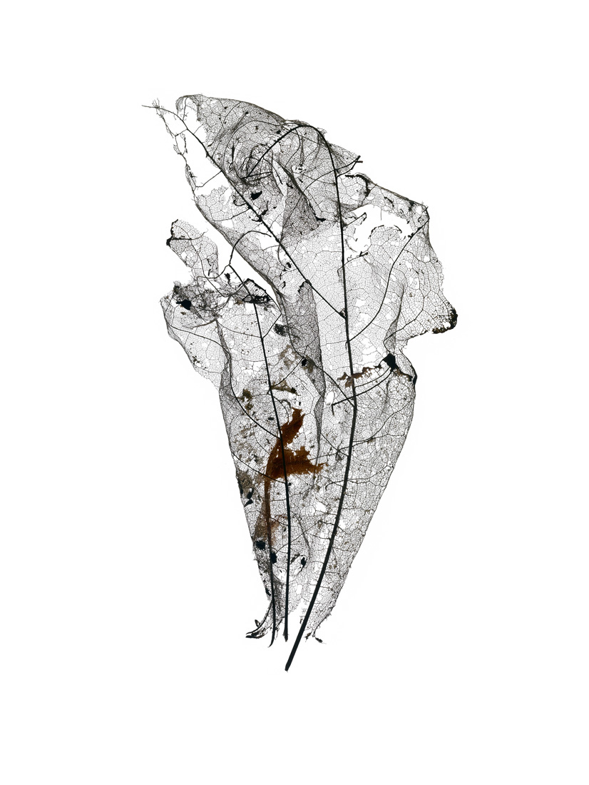 Giles Revell - Leaf 2, Dave Dye