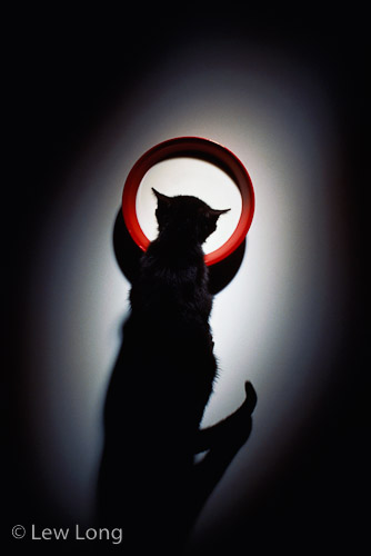 'Cat' Lew Long.jpg