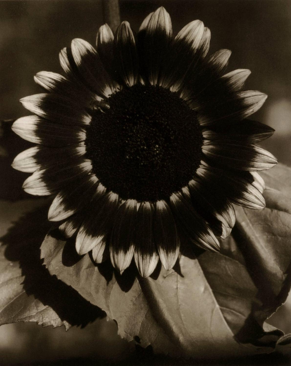 'Sunflower' Edward Steichen.jpg