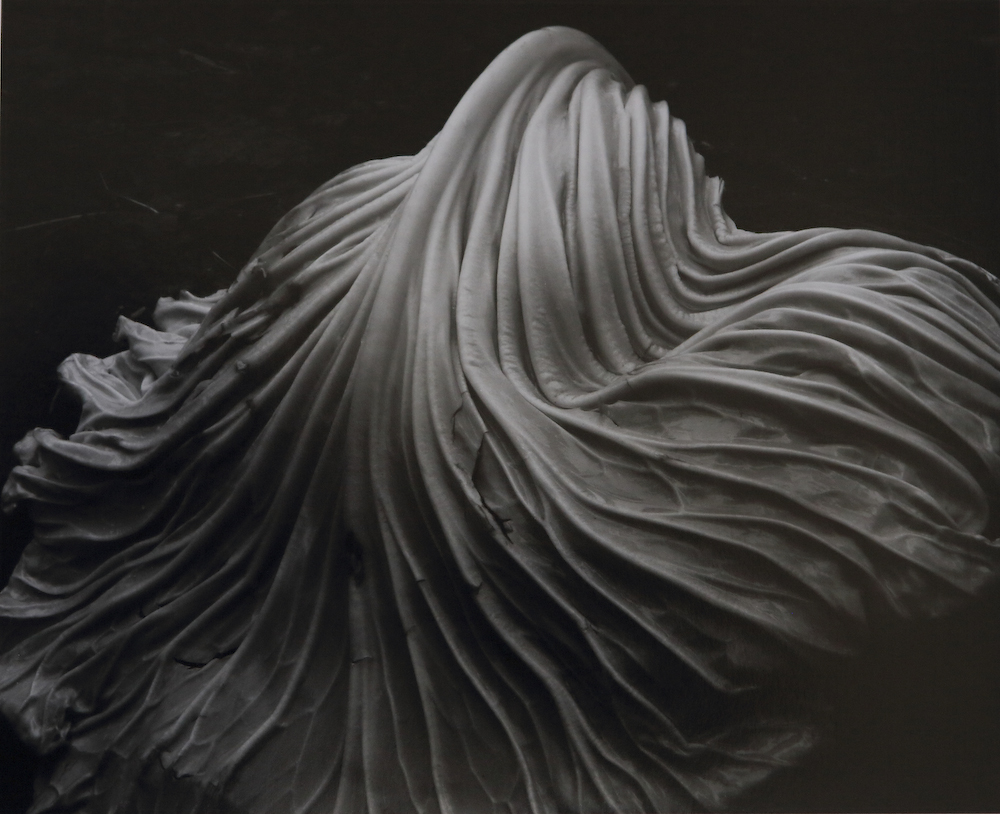 'Cabbage Leaf' ' Edward Weston, 1931.jpg