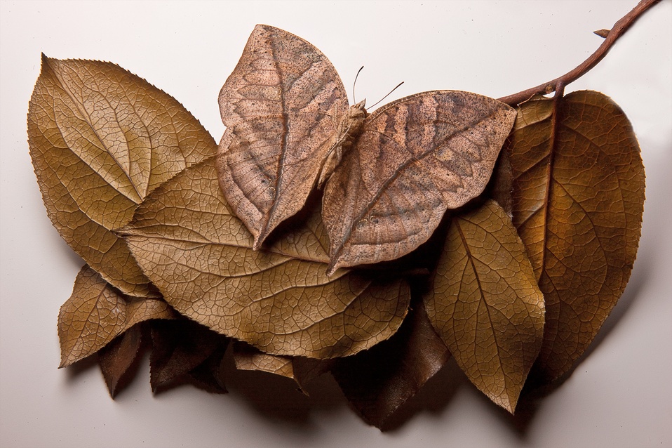 Phil Marco 'Leaf:Butterfly'