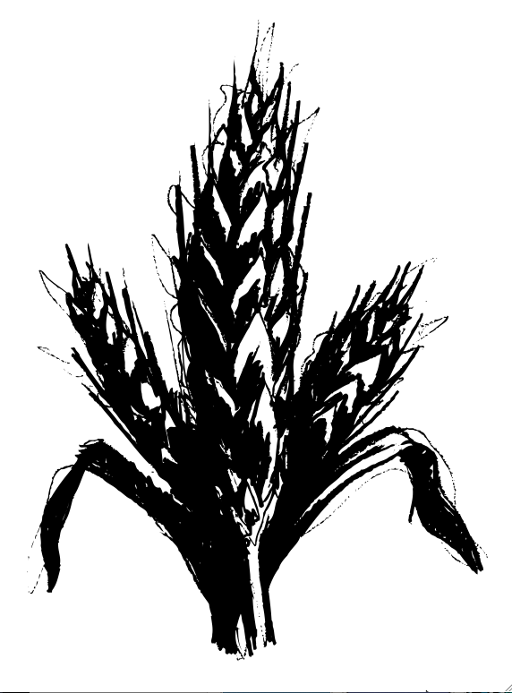 Adnams 'Wheat Ear' Rough, Chris Wormell.