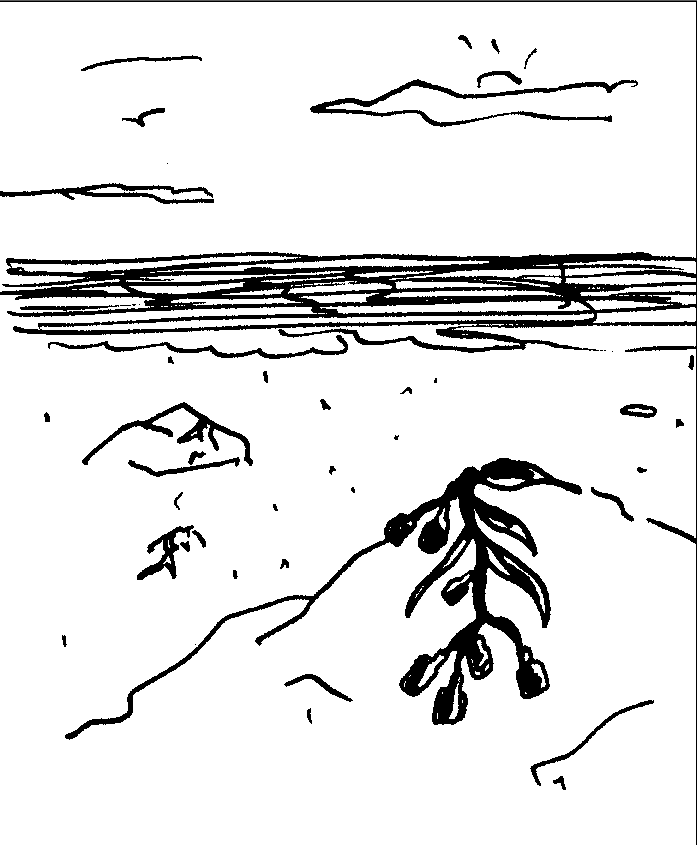 Adnams 'Seaweed' Dave Rough