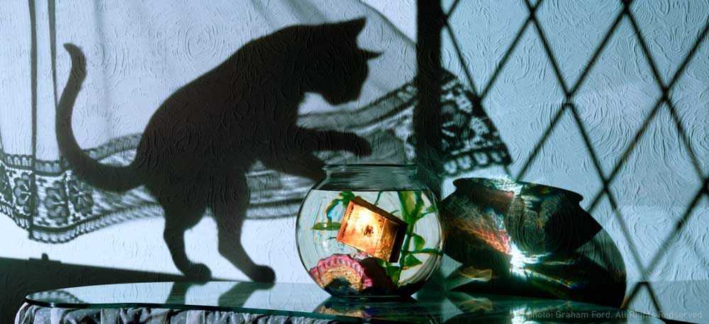 BH-Goldfish-Graham-Ford-sprks