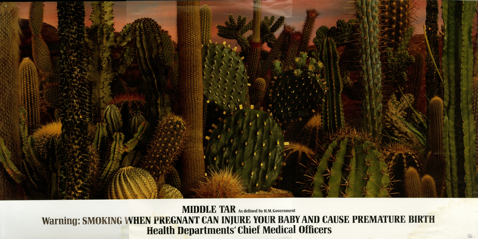 B&H, 'Cactus 11', Nigel Rose737-01