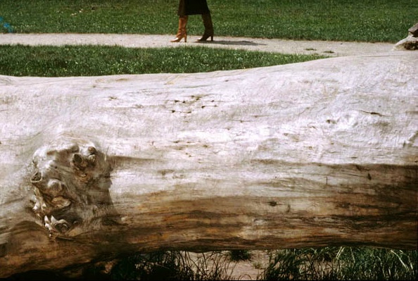 'Fallen Tree' Charles Jourdan, Guy Bourdain