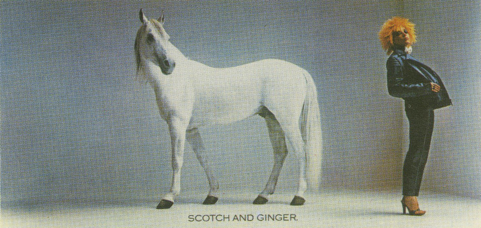 White Horse 'Ginger'-01