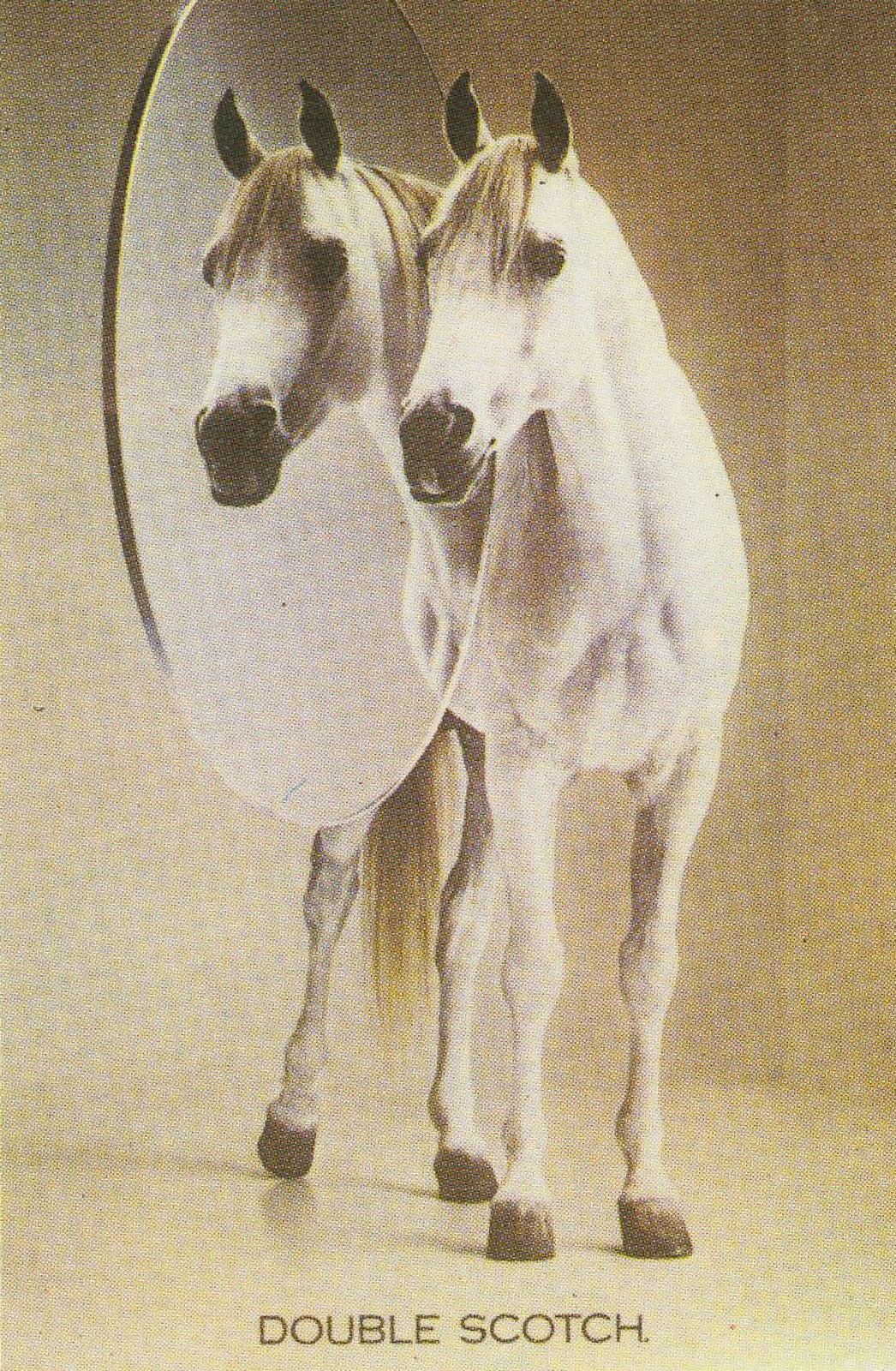 White Horse 'Double'-01